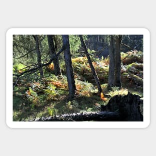 Sunlit highland wood near Loch Eck, Scotland Sticker